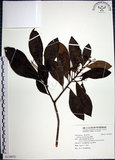 中文名:樹杞(S119975)學名:Ardisia sieboldii Miq.(S119975)英文名:Siebold Ardisia