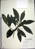 中文名:樹杞(S122041)學名:Ardisia sieboldii Miq.(S122041)英文名:Siebold Ardisia