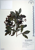 中文名:樹杞(S122470)學名:Ardisia sieboldii Miq.(S122470)英文名:Siebold Ardisia