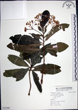 中文名:樹杞(S122498)學名:Ardisia sieboldii Miq.(S122498)英文名:Siebold Ardisia