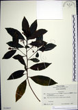 中文名:樹杞(S130837)學名:Ardisia sieboldii Miq.(S130837)英文名:Siebold Ardisia