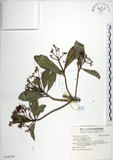 中文名:樹杞(S142784)學名:Ardisia sieboldii Miq.(S142784)英文名:Siebold Ardisia