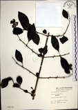 中文名:腺果藤(S004378)學名:Pisonia aculeata L.(S004378)中文別名:刺藤英文名:Glandular-fruit Piso Tree