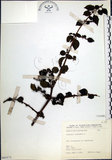 中文名:腺果藤(S065573)學名:Pisonia aculeata L.(S065573)中文別名:刺藤英文名:Glandular-fruit Piso Tree