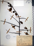 中文名:腺果藤(S065618)學名:Pisonia aculeata L.(S065618)中文別名:刺藤英文名:Glandular-fruit Piso Tree