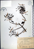 中文名:腺果藤(S065619)學名:Pisonia aculeata L.(S065619)中文別名:刺藤英文名:Glandular-fruit Piso Tree