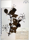 中文名:腺果藤(S065743)學名:Pisonia aculeata L.(S065743)中文別名:刺藤英文名:Glandular-fruit Piso Tree