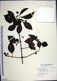 中文名:腺果藤(S106563)學名:Pisonia aculeata L.(S106563)中文別名:刺藤英文名:Glandular-fruit Piso Tree