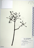 中文名:腺果藤(S106564)學名:Pisonia aculeata L.(S106564)中文別名:刺藤英文名:Glandular-fruit Piso Tree