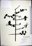 中文名:腺果藤(S106565)學名:Pisonia aculeata L.(S106565)中文別名:刺藤英文名:Glandular-fruit Piso Tree
