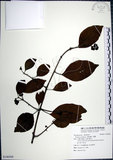 中文名:腺果藤(S106568)學名:Pisonia aculeata L.(S106568)中文別名:刺藤英文名:Glandular-fruit Piso Tree