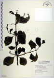 中文名:腺果藤(S121675)學名:Pisonia aculeata L.(S121675)中文別名:刺藤英文名:Glandular-fruit Piso Tree