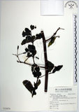 中文名:腺果藤(S124274)學名:Pisonia aculeata L.(S124274)中文別名:刺藤英文名:Glandular-fruit Piso Tree