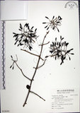 中文名:腺果藤(S126301)學名:Pisonia aculeata L.(S126301)中文別名:刺藤英文名:Glandular-fruit Piso Tree