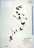 中文名:倒地蜈蚣(S000442)學名:Torenia concolor Lindley var. formosana Yamazaki(S000442)中文別名:四角銅鑼
