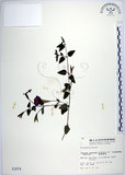 中文名:倒地蜈蚣(S001674)學名:Torenia concolor Lindley var. formosana Yamazaki(S001674)中文別名:四角銅鑼
