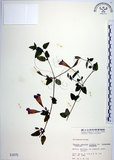 中文名:倒地蜈蚣(S001675)學名:Torenia concolor Lindley var. formosana Yamazaki(S001675)中文別名:四角銅鑼