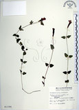 中文名:倒地蜈蚣(S011384)學名:Torenia concolor Lindley var. formosana Yamazaki(S011384)中文別名:四角銅鑼