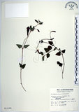 中文名:倒地蜈蚣(S011385)學名:Torenia concolor Lindley var. formosana Yamazaki(S011385)中文別名:四角銅鑼