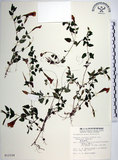中文名:倒地蜈蚣(S012158)學名:Torenia concolor Lindley var. formosana Yamazaki(S012158)中文別名:四角銅鑼