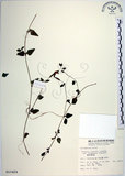 中文名:倒地蜈蚣(S015424)學名:Torenia concolor Lindley var. formosana Yamazaki(S015424)中文別名:四角銅鑼