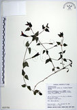 中文名:倒地蜈蚣(S015756)學名:Torenia concolor Lindley var. formosana Yamazaki(S015756)中文別名:四角銅鑼