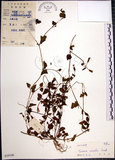 中文名:倒地蜈蚣(S039348)學名:Torenia concolor Lindl.(S039348)中文別名:四角銅鑼