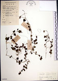 中文名:倒地蜈蚣(S045028)學名:Torenia concolor Lindl.(S045028)中文別名:四角銅鑼