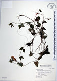 中文名:倒地蜈蚣(S046857)學名:Torenia concolor Lindley var. formosana Yamazaki(S046857)中文別名:四角銅鑼