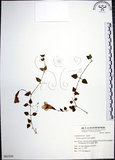 中文名:倒地蜈蚣(S063350)學名:Torenia concolor Lindl.(S063350)中文別名:四角銅鑼