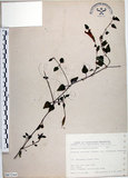 中文名:倒地蜈蚣(S067244)學名:Torenia concolor Lindley var. formosana Yamazaki(S067244)中文別名:四角銅鑼