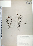 中文名:倒地蜈蚣(S067332)學名:Torenia concolor Lindley var. formosana Yamazaki(S067332)中文別名:四角銅鑼