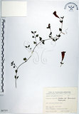 中文名:倒地蜈蚣(S067353)學名:Torenia concolor Lindley var. formosana Yamazaki(S067353)中文別名:四角銅鑼