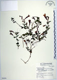 中文名:倒地蜈蚣(S068896)學名:Torenia concolor Lindley var. formosana Yamazaki(S068896)中文別名:四角銅鑼