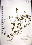 中文名:倒地蜈蚣(S070088)學名:Torenia concolor Lindl.(S070088)中文別名:四角銅鑼