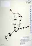 中文名:倒地蜈蚣(S071794)學名:Torenia concolor Lindley var. formosana Yamazaki(S071794)中文別名:四角銅鑼