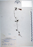 中文名:倒地蜈蚣(S072189)學名:Torenia concolor Lindley var. formosana Yamazaki(S072189)中文別名:四角銅鑼