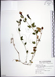 中文名:倒地蜈蚣(S072912)學名:Torenia concolor Lindl.(S072912)中文別名:四角銅鑼