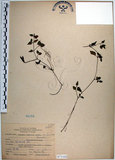 中文名:倒地蜈蚣(S073102)學名:Torenia concolor Lindley var. formosana Yamazaki(S073102)中文別名:四角銅鑼