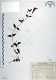 中文名:倒地蜈蚣(S073104)學名:Torenia concolor Lindley var. formosana Yamazaki(S073104)中文別名:四角銅鑼