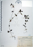 中文名:倒地蜈蚣(S073106)學名:Torenia concolor Lindley var. formosana Yamazaki(S073106)中文別名:四角銅鑼