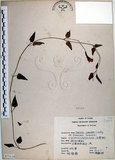 中文名:倒地蜈蚣(S073110)學名:Torenia concolor Lindley var. formosana Yamazaki(S073110)中文別名:四角銅鑼