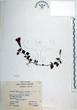 中文名:倒地蜈蚣(S073111)學名:Torenia concolor Lindley var. formosana Yamazaki(S073111)中文別名:四角銅鑼