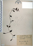 中文名:倒地蜈蚣(S073185)學名:Torenia concolor Lindley var. formosana Yamazaki(S073185)中文別名:四角銅鑼