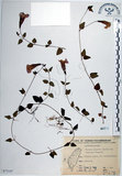 中文名:倒地蜈蚣(S073187)學名:Torenia concolor Lindley var. formosana Yamazaki(S073187)中文別名:四角銅鑼