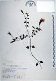 中文名:倒地蜈蚣(S073191)學名:Torenia concolor Lindley var. formosana Yamazaki(S073191)中文別名:四角銅鑼