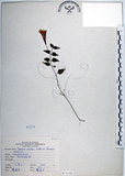 中文名:倒地蜈蚣(S073192)學名:Torenia concolor Lindley var. formosana Yamazaki(S073192)中文別名:四角銅鑼