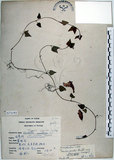 中文名:倒地蜈蚣(S073193)學名:Torenia concolor Lindley var. formosana Yamazaki(S073193)中文別名:四角銅鑼