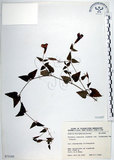 中文名:倒地蜈蚣(S073195)學名:Torenia concolor Lindley var. formosana Yamazaki(S073195)中文別名:四角銅鑼