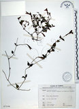 中文名:倒地蜈蚣(S073198)學名:Torenia concolor Lindley var. formosana Yamazaki(S073198)中文別名:四角銅鑼